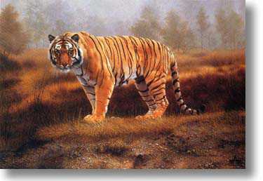 Royal Bengal by Charles Frace' Pricing Limited Edition Print image
