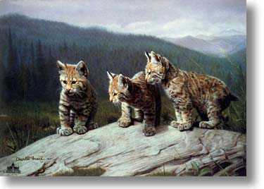 Three Of A Kind by Charles Frace' Pricing Limited Edition Print image