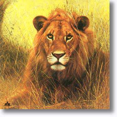 African Lion by Charles Frace' Pricing Limited Edition Print image