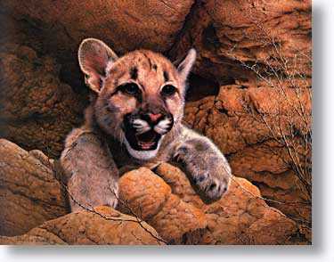 Cougar Cub by Charles Frace' Pricing Limited Edition Print image