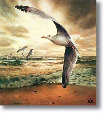 Herring Gull by Charles Frace' Pricing Limited Edition Print image