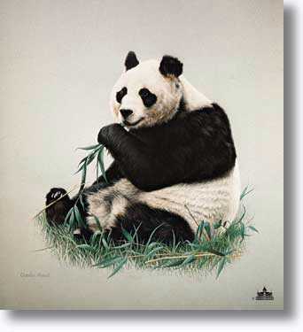 Giant Panda by Charles Frace' Pricing Limited Edition Print image