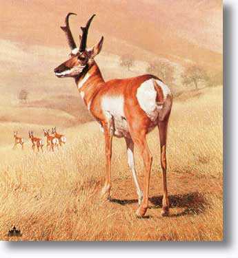 Pronghorn by Charles Frace' Pricing Limited Edition Print image