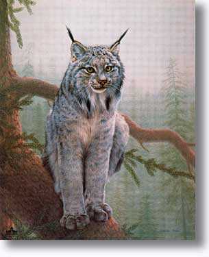 Canada Lynx by Charles Frace' Pricing Limited Edition Print image