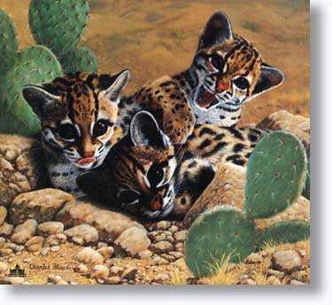 Ocelots by Charles Frace' Pricing Limited Edition Print image
