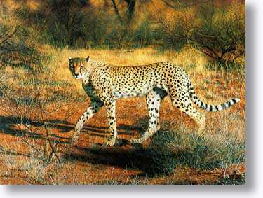 Cheetah by Charles Frace' Pricing Limited Edition Print image