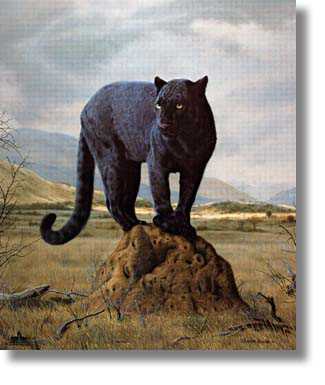 Black Leopard Head by Charles Frace' Pricing Limited Edition Print image