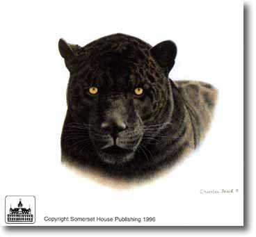Black Jaguar Onca by Charles Frace' Pricing Limited Edition Print image