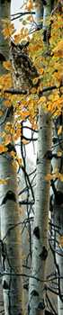 Treetop Flier by Rod Frederick Pricing Limited Edition Print image
