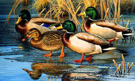 Early Ice Mallards by Cynthie Fisher Pricing Limited Edition Print image