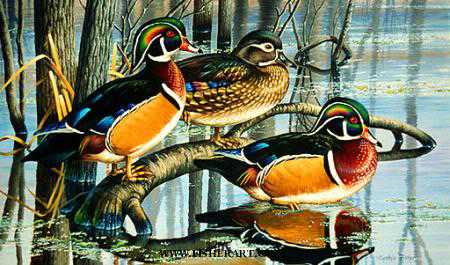 Backwater Woodies by Cynthie Fisher Pricing Limited Edition Print image