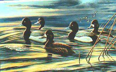 Big Water Bluebills by Cynthie Fisher Pricing Limited Edition Print image