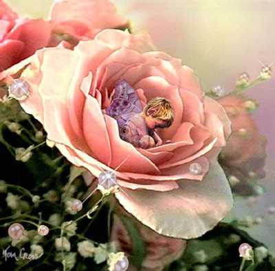 June Pearls Roses by Tom Cross Pricing Limited Edition Print image