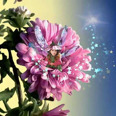 Aster Fairy by Tom Cross Pricing Limited Edition Print image