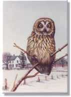 Short Eared Owl by Ed Newbold Pricing Limited Edition Print image