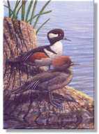 Hooded Mergansers by Ed Newbold Pricing Limited Edition Print image