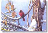 Cardinal by Ed Newbold Pricing Limited Edition Print image