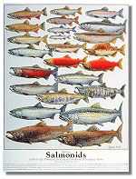 Salmonids by Ed Newbold Pricing Limited Edition Print image