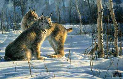 Lynx Light by Nancy Glazier Pricing Limited Edition Print image