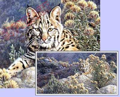Secret Valley Bobcat by Joan Sharrock Pricing Limited Edition Print image