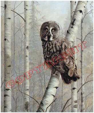 Gray Owl In Aspen by Joan Sharrock Pricing Limited Edition Print image