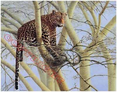 Leopards Tree by Joan Sharrock Pricing Limited Edition Print image
