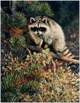 Raccoon On Limb by Joan Sharrock Pricing Limited Edition Print image