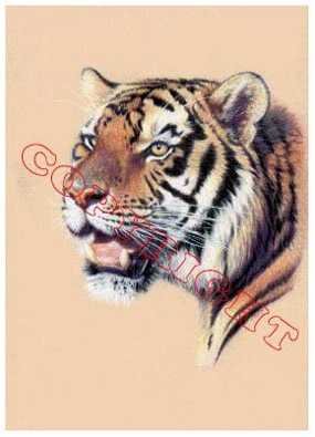 Bengal Tiger Port by Joan Sharrock Pricing Limited Edition Print image