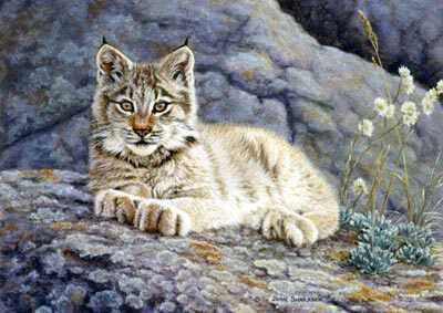 Lynx Kitten I by Joan Sharrock Pricing Limited Edition Print image