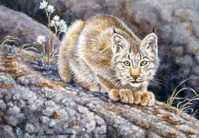 Lynx Kitten Ii by Joan Sharrock Pricing Limited Edition Print image