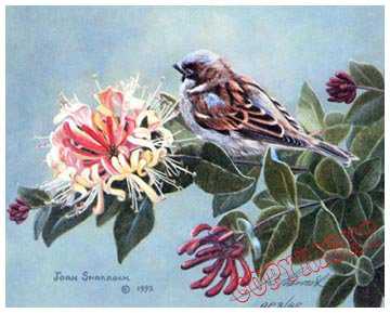 Sparrow Honeysuckle by Joan Sharrock Pricing Limited Edition Print image