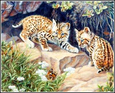 Bobcat Kittens by Joan Sharrock Pricing Limited Edition Print image