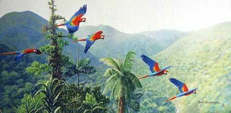 Scarlet Macaws Braul by Joan Sharrock Pricing Limited Edition Print image