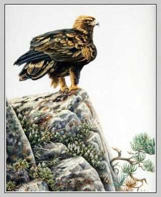 Eagles Ledge by Joan Sharrock Pricing Limited Edition Print image