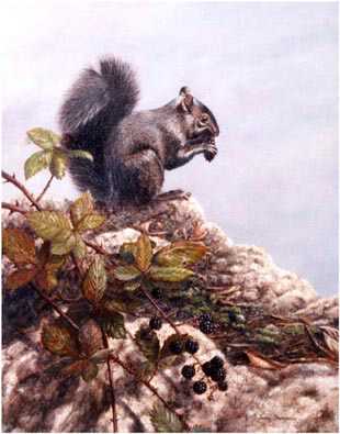 Blackberries Squirrel by Joan Sharrock Pricing Limited Edition Print image