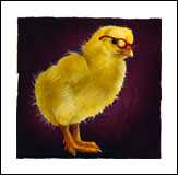 A Chick With Brains by Will Bullas Pricing Limited Edition Print image