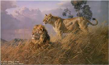 African Even Lions by Donald Grant Pricing Limited Edition Print image