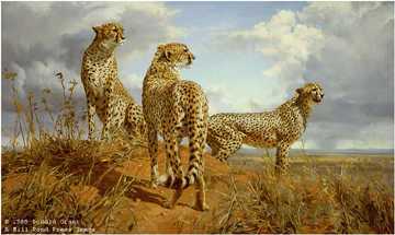 Cheetah Trio by Donald Grant Pricing Limited Edition Print image