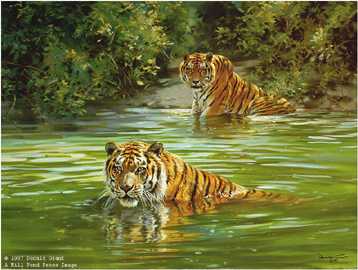 Cool Cats Tigers by Donald Grant Pricing Limited Edition Print image