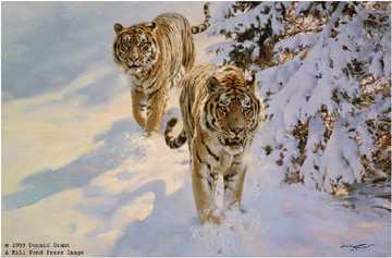 Siberian Snow Tiger by Donald Grant Pricing Limited Edition Print image