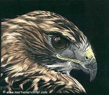 Prey Sight Rdtlhawk by Martiena Richter Pricing Limited Edition Print image