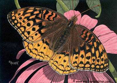 Fritillary Coneflwr by Martiena Richter Pricing Limited Edition Print image