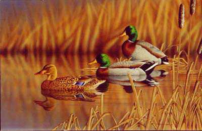 Afternoon Mallards by Richard Clifton Pricing Limited Edition Print image