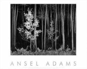 Aspens Nrth Nm Pstrun by Ansel Adams Pricing Limited Edition Print image