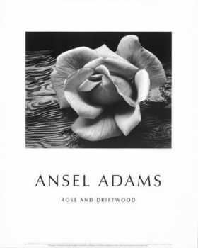 Rose Driftwood Pstrun by Ansel Adams Pricing Limited Edition Print image