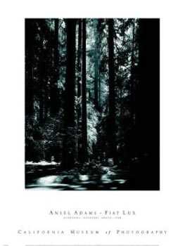 Redwoods Pstrun by Ansel Adams Pricing Limited Edition Print image