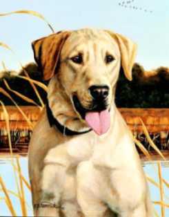 Field Compan Yellowlab by Stephen Hamrick Pricing Limited Edition Print image