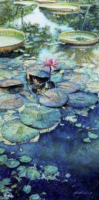 Water Lilies Bloom by Steve Hanks Pricing Limited Edition Print image