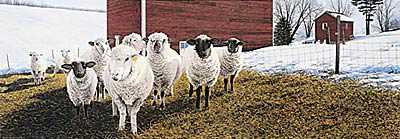 Sheep Winter Morn by Steven R Kozar Pricing Limited Edition Print image