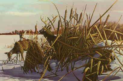 Among Cattails by Albert Joransen Pricing Limited Edition Print image